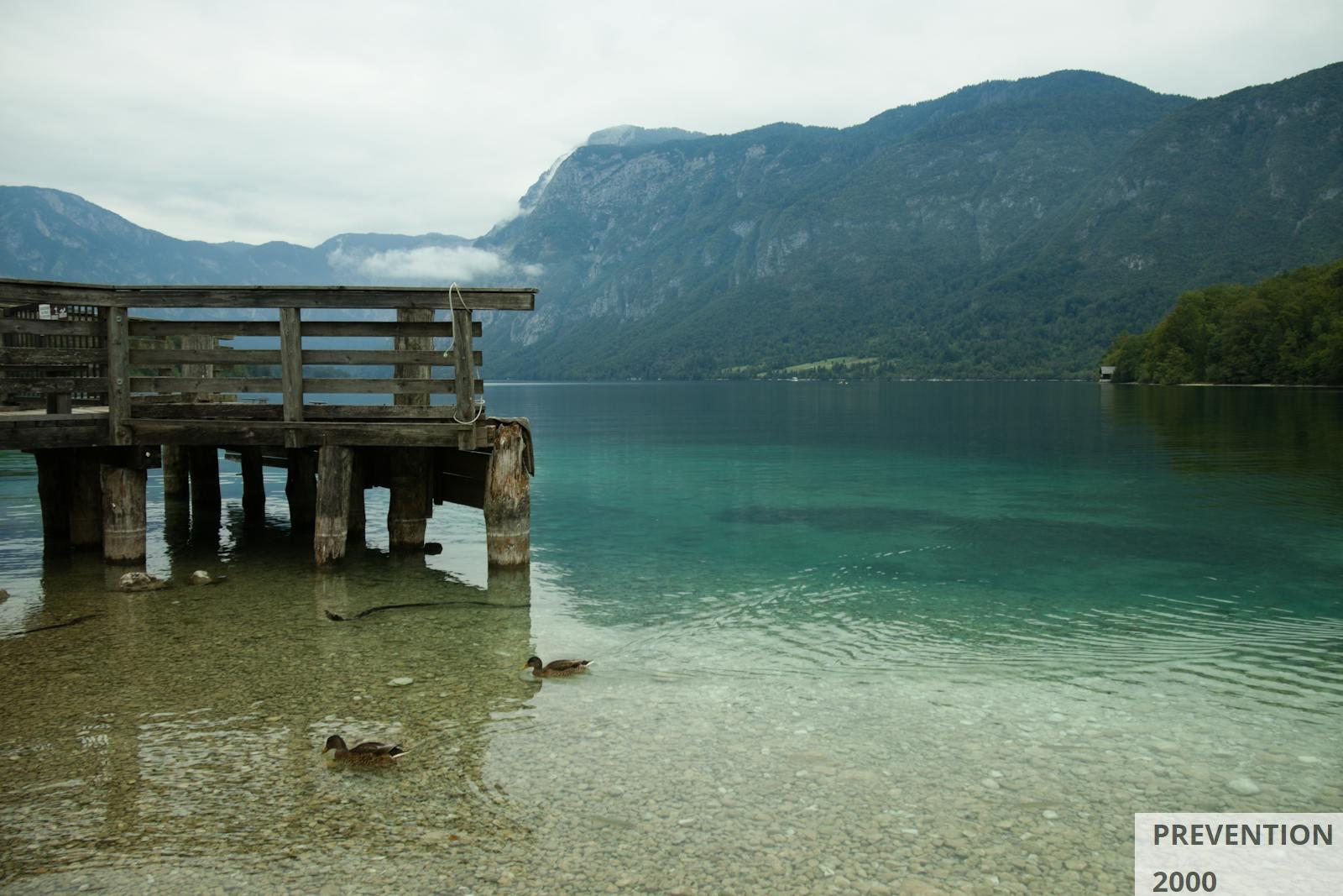 Ducks Swimming by the Wooden Jetty on Lake Bohinj in Slovenia